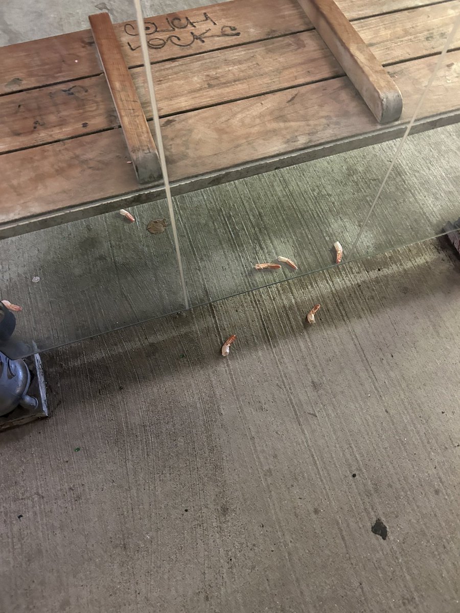 trashndgarbage's tweet image. Shrimp tail shrimp tail shrimp tail shrimp tail shrimp tail shrimp tail shrimp tail