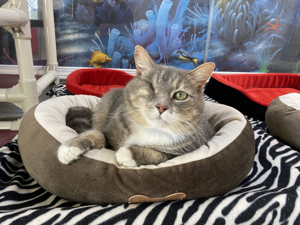 #COTD Pandora is a very funny boy who likes to stomp his front paws in demand for cuddles! He is a senior FIV+ kitty. Pandora loves to lay out on his catio and sit on the bench lounge with his friends!

Read more: blindcatrescue.com/cats/pandora.h…