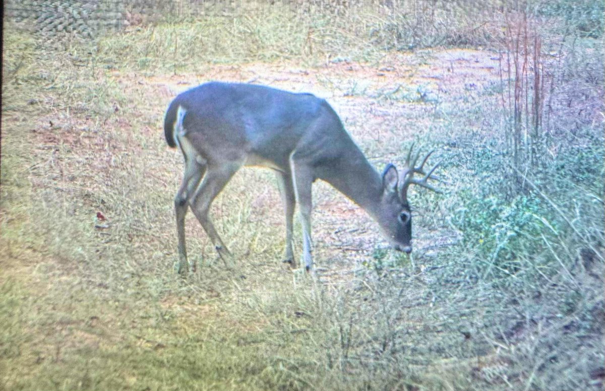 Opening Day of whitetail 🦌 season! Smash or pass on that 8 point? &amp; last evening’s treat - Canalicchio di Sopra 2015 Brunello di Montalcino. Wine 🍷 notes 📝: dried corsage in a box on the nose, on the palate cherry cola in a leather canteen with an aniseed garnish #sumptuous 😋