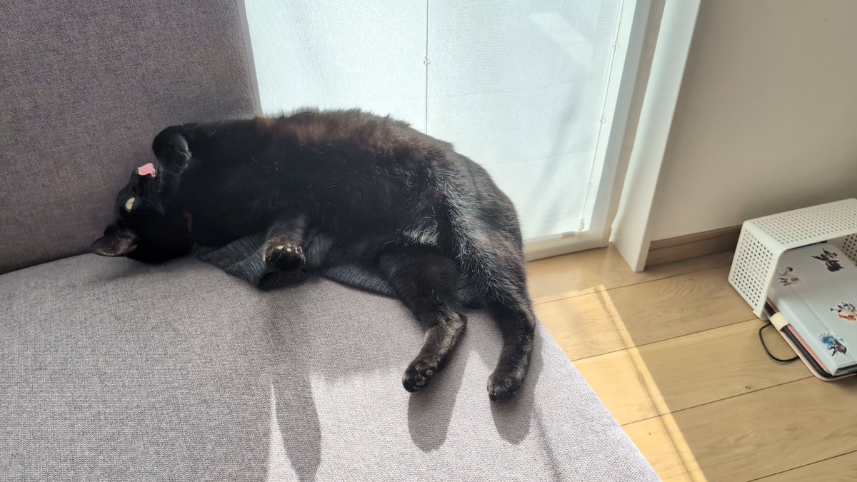 2754日目。 黒猫がソファーで寛いでいたのを見て、ヨシヨシしたら腹