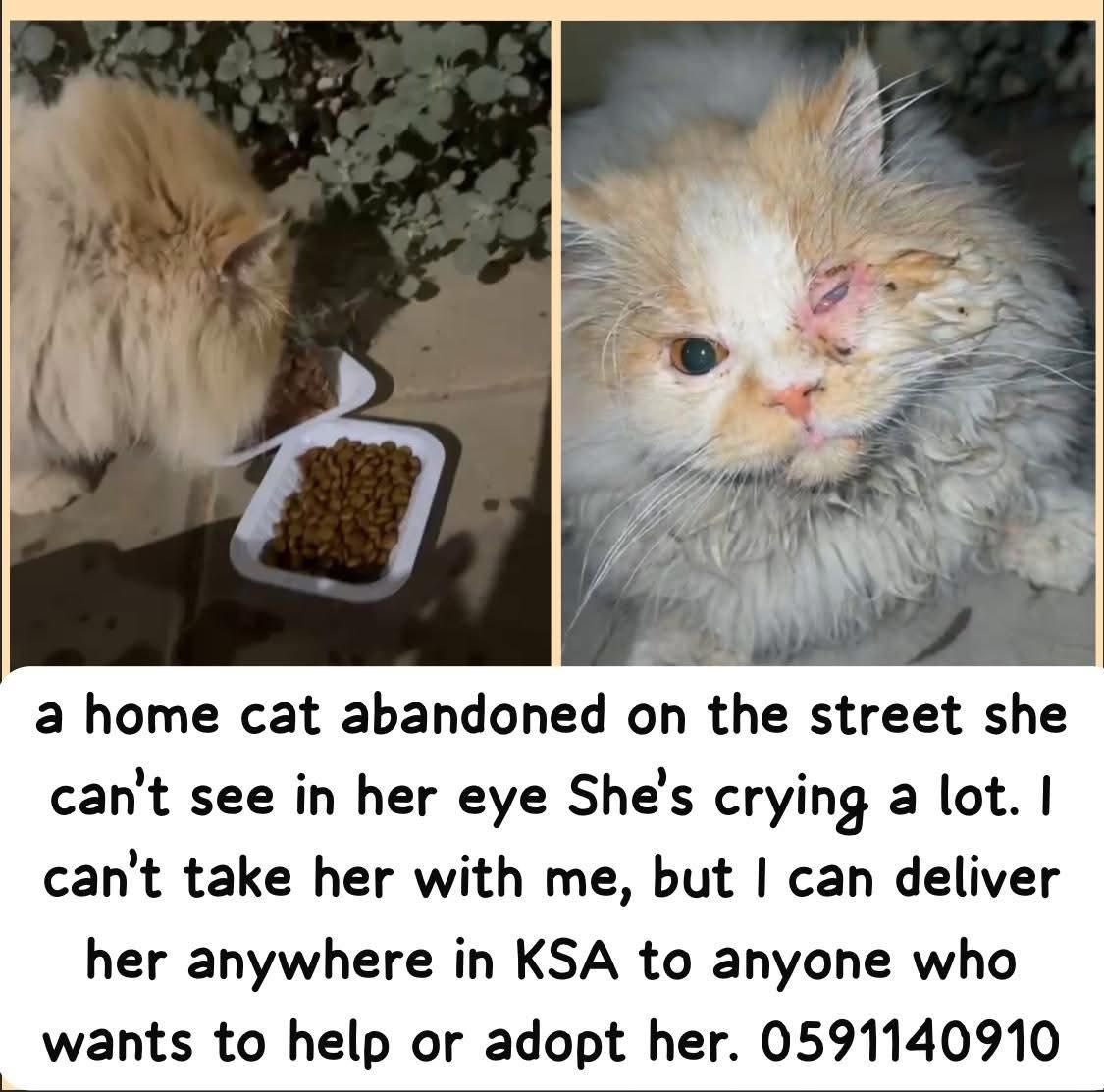 قطة مهجورة تم رميها في الشارع وكادت أن تفقد عينها. إنها تعاني كثيرًا. لا يمكنني إنقاذها ولكن يمكنني توصيل القطة إلى مدن أخرى إذا كان هناك من يستطيع أخذها. إنها تبكي كثيرًا. يرجى الاتصال على 0591140910  📍حايل
🔴🔴🔴🔴🔴
