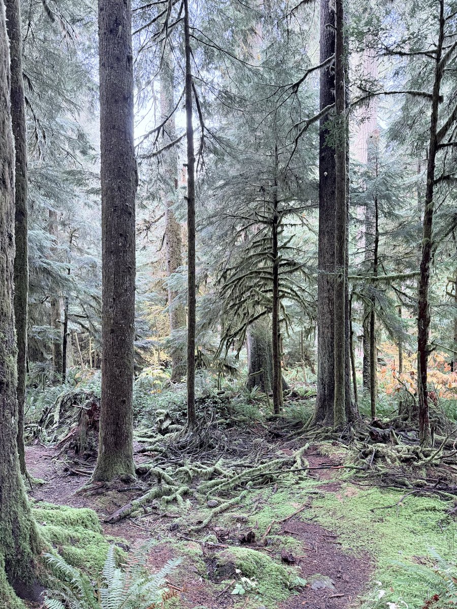 Ethereal scene at Mount Ranier