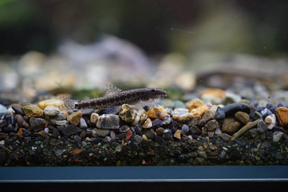 Shinpei@Green Note on X