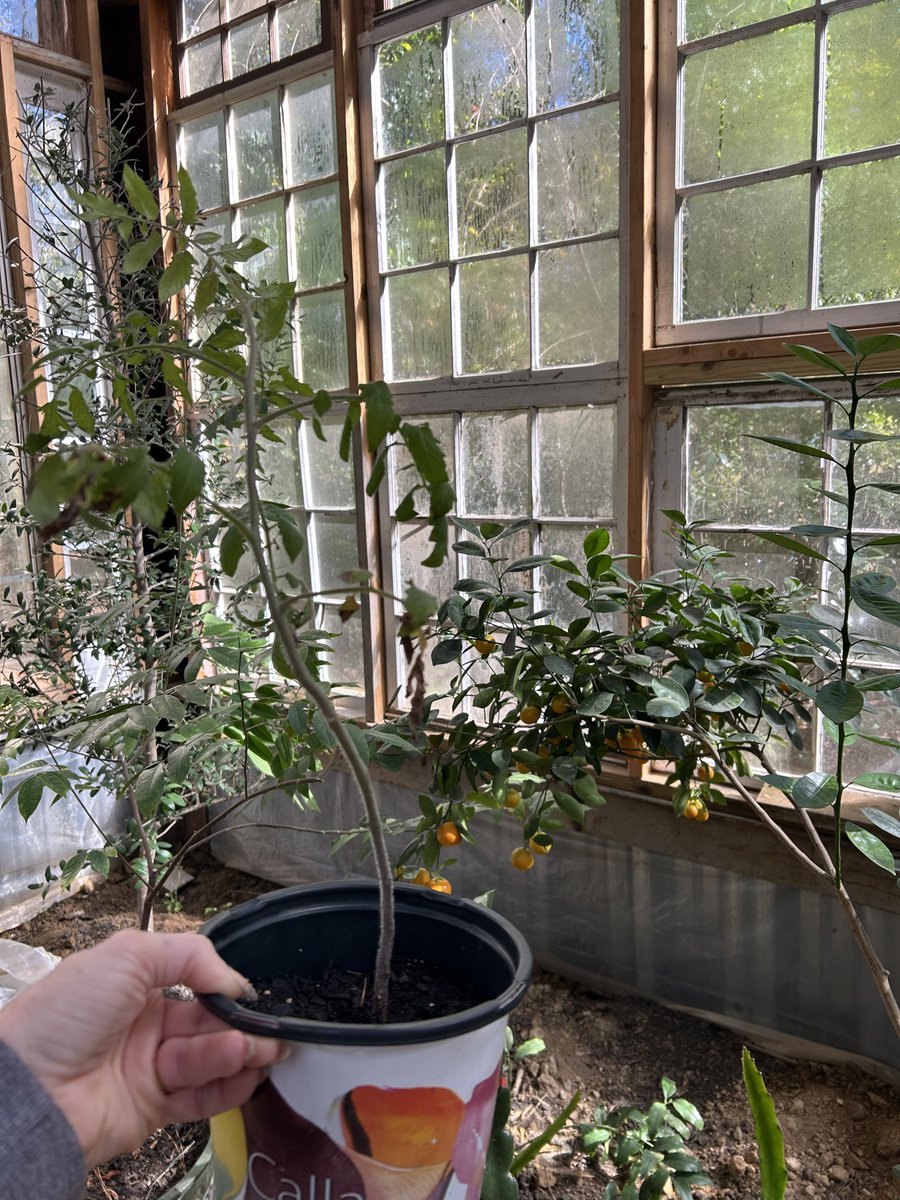 Adding the first tomato plant to the greenhouse for fall and winter… 
👏🏻😍
