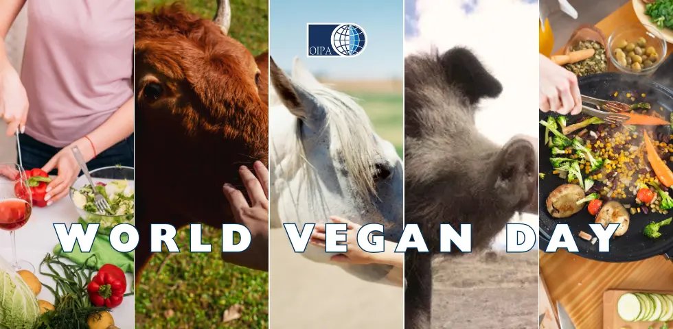 OipaTreviso's tweet photo. #1novembre #GiornataVegana #vegan #WorldVeganDay #govegan #veganday #tryvegan #veganism #crueltyfree #plantbased  #endslaughterage #endthecageage #veg #EndSpeciesism #vegano #Ognissanti #veganfortheanimals #GiornataMondialeVegana 👉https://t.co/BTVX8f80Ys https://t.co/Sed8l3Rm2I https://t.co/qWzwI4jKGw