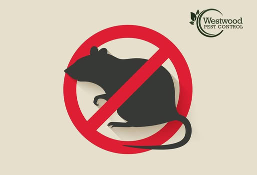 PestWestwood's tweet image. 🐭 Say Goodbye to Mice — for Good!
Keep your space clean, safe, and mouse-free — starting today!
💻 Request your FREE quote: westwoodpestcontrol.com
📞 Call us now: 781-910-4165

#MouseControl #WestwoodPestControl #PestFreeHome #RodentPrevention #HomeProtection #SafeHome