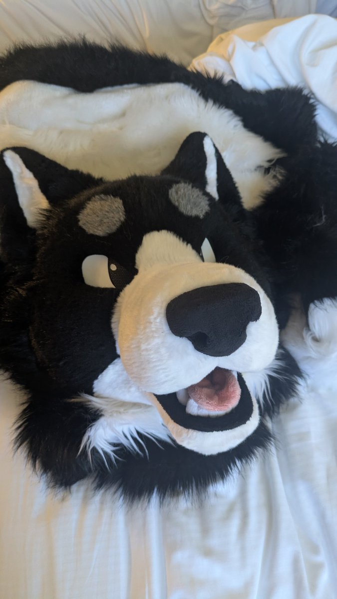 AxisPup's tweet photo. Skipping the parade this year but will be at the murrsuiting 101 panel 👀

#furpoc2025 #fursuiter https://t.co/P9iQiScdN3