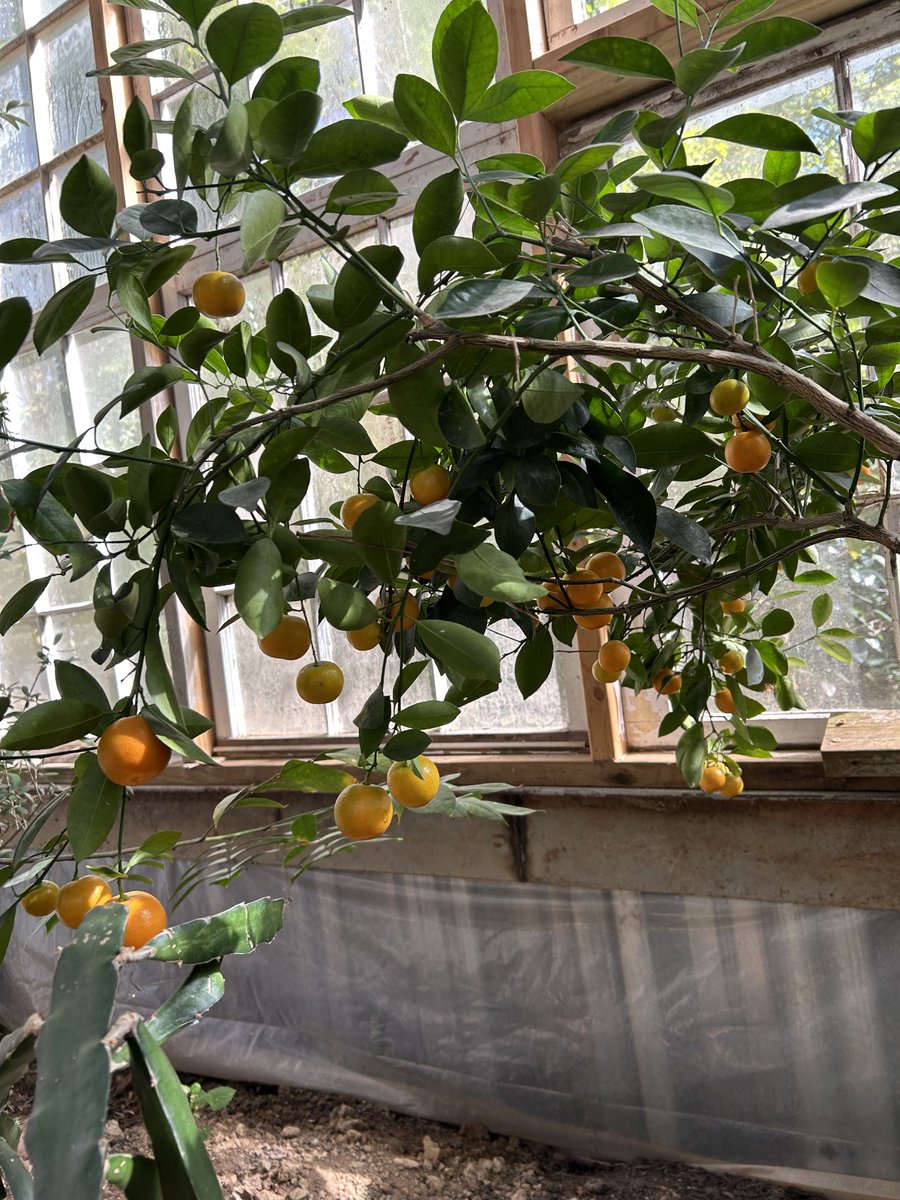 Calamondins are coming in!