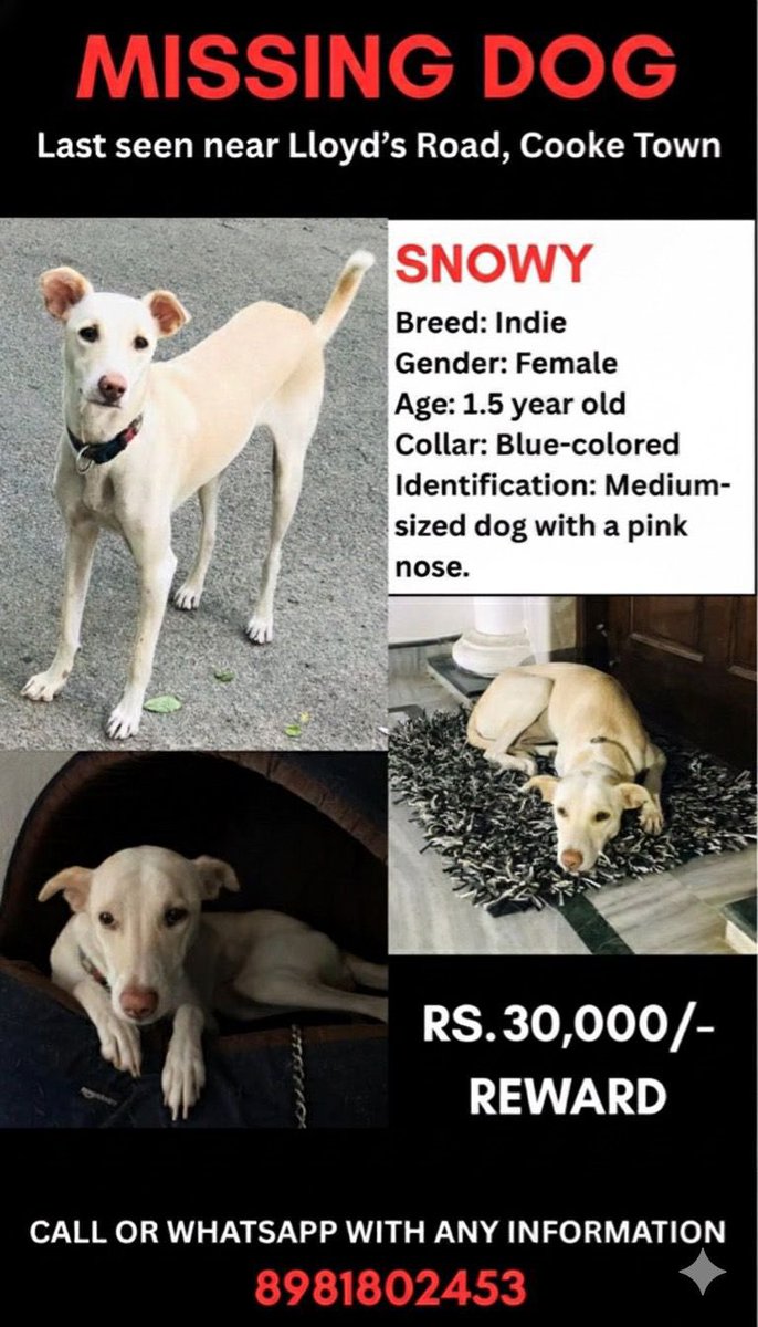 Hello good people of Cooke Town, Bangalore. Please RT and help find Snowy 🐶