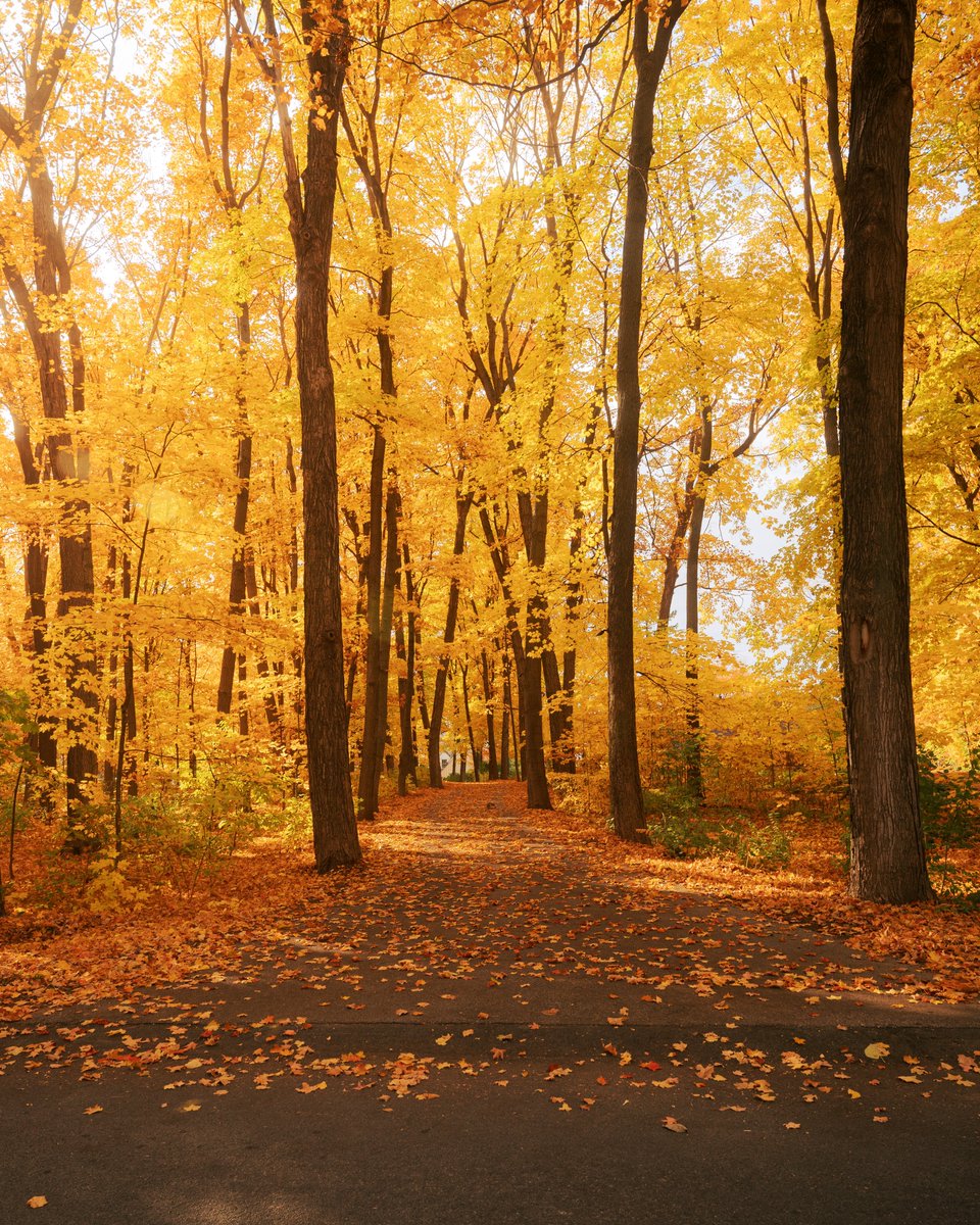 _thecolorfulkid's tweet image. A fall fairytale