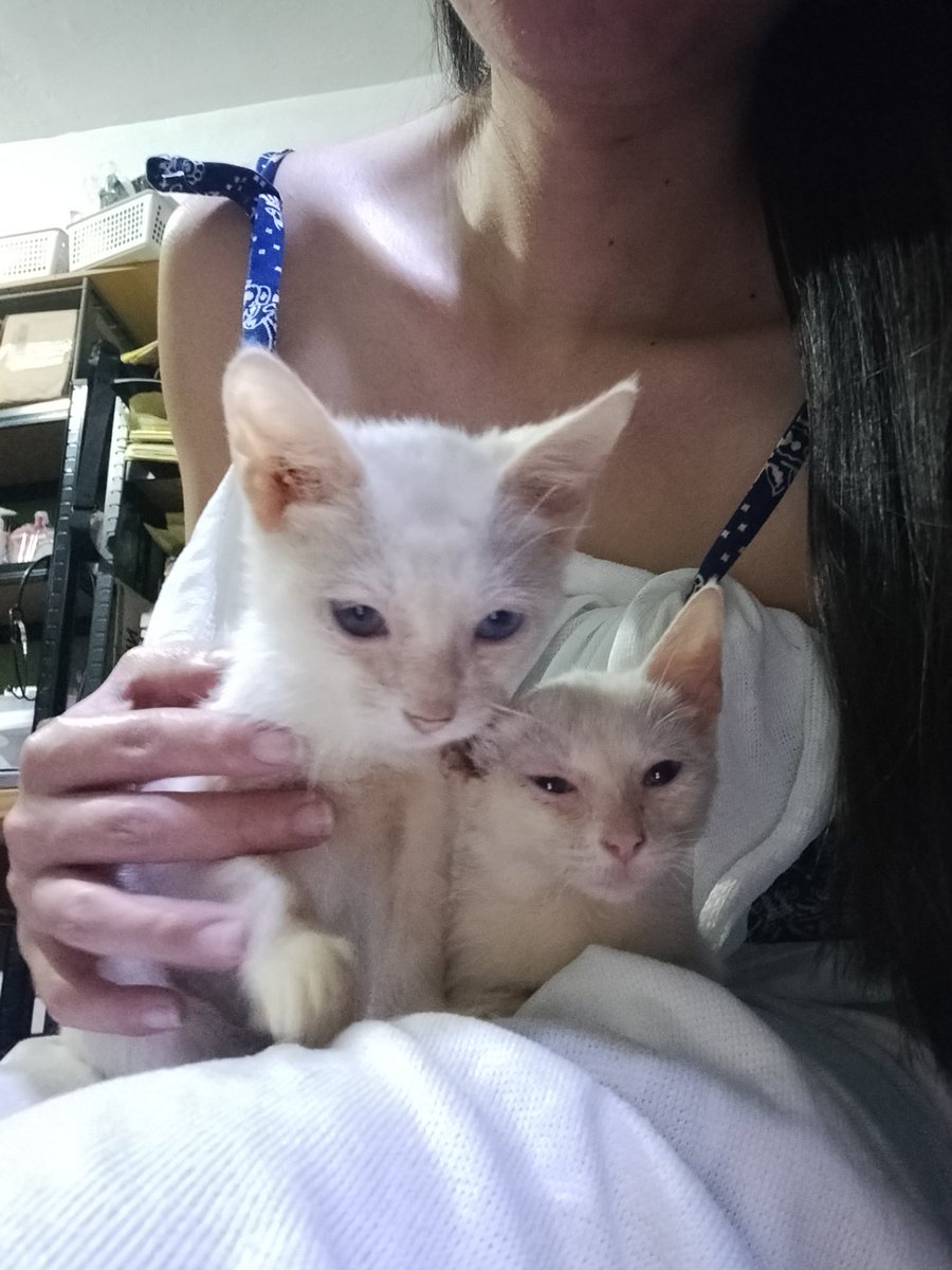 heypinkyy's tweet image. 🎃 Happy Halloween from the nap squad 😴🐾 Sending you sleepy but spooky vibes 👻

#HappyHalloween #CatLife #SleepyCats