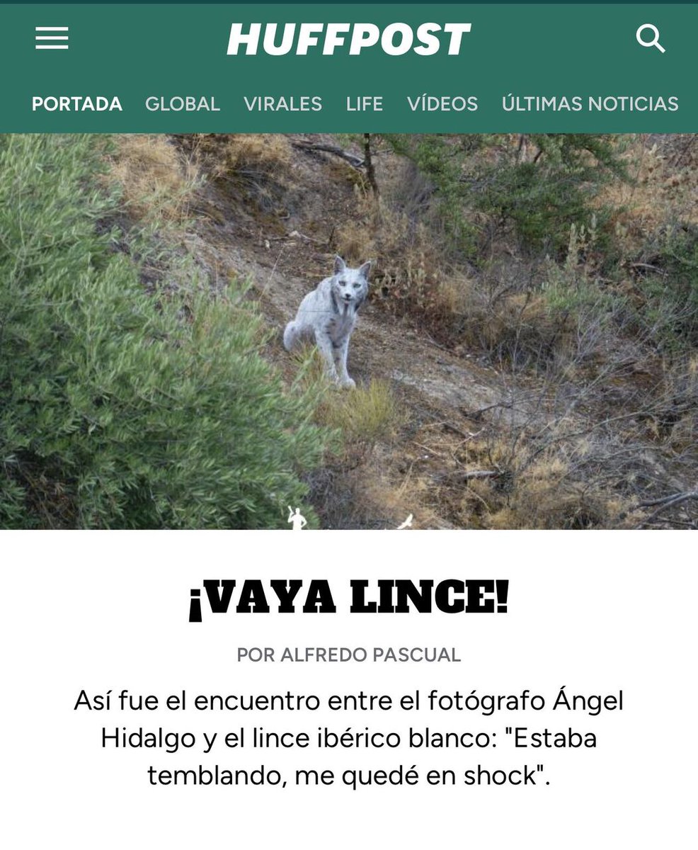 😮🔍 AHORA, EN PORTADA: Así fue el encuentro entre el fotógrafo Ángel Hidalgo y el lince ibérico blanco: "Estaba temblando, me quedé en shock"

✍🏻 Por: <a href="/AlfredoPascual1/">Alfredo Pascual</a> 👈🏻

 dozz.es/dpc914