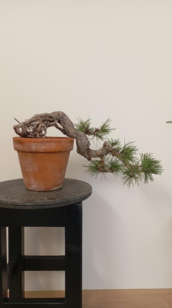 fredagonneau's tweet photo. Before, black pine yamadori.. https://t.co/y2kd9XY9rz