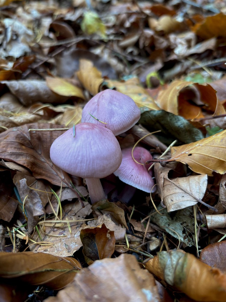 North York Moors Trust tweet media