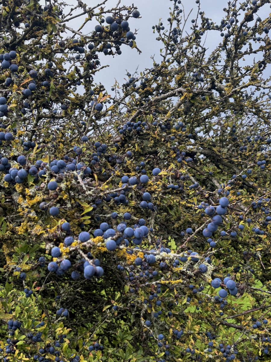 North York Moors Trust tweet media