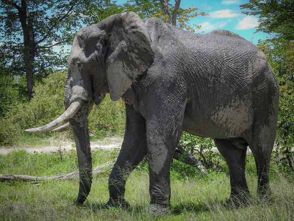 satima_exp's tweet photo. Nature truly puts on the best show when you’re out in the savannah.
#SatimaExpeditions #CreateUnforgettableMemories #BigFive #SafariExperience #GameDriveMagic https://t.co/SzkFmsRJge