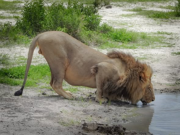 satima_exp's tweet photo. Nature truly puts on the best show when you’re out in the savannah.
#SatimaExpeditions #CreateUnforgettableMemories #BigFive #SafariExperience #GameDriveMagic https://t.co/SzkFmsRJge