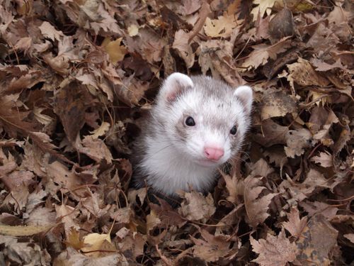Ferret Friend (@ferretfriend__) on Twitter photo 