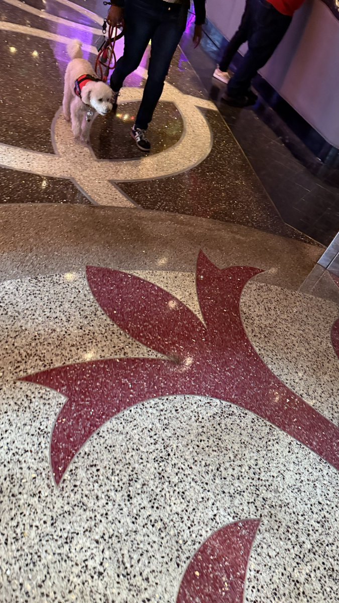 DogsofVegas's tweet image. #DogsofVegas