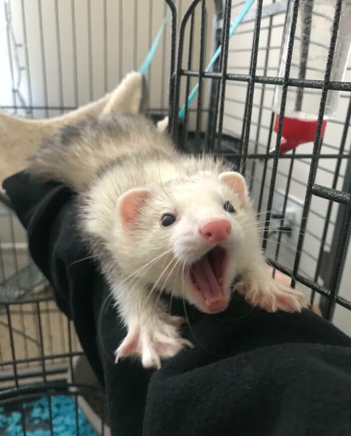 Ferret Friend (@ferretfriend__) on Twitter photo 