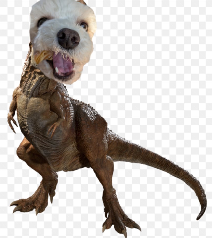 Daisy The Cavapoo tweet media