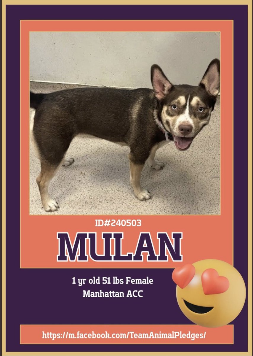 BeeDoDoobieDo's tweet image. 🆕intake ~ meet Mulan
Brought in stray 10/29, staff learns about her each day. She is playful and cute, full of puppy⚡️energy
A pretty mixed dog with bright🩵blue eyes, Mulan will
add the spark to your life that needs to be re-ignited🔥
Meet Mulan in Manhattan-nycacc.app/browse/240503