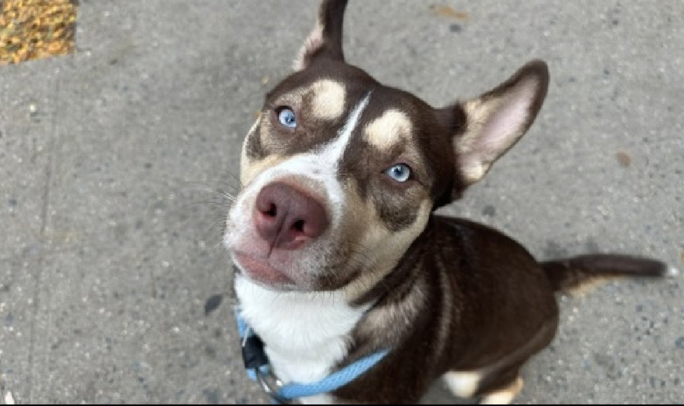 BeeDoDoobieDo's tweet image. 🆕intake ~ meet Mulan
Brought in stray 10/29, staff learns about her each day. She is playful and cute, full of puppy⚡️energy
A pretty mixed dog with bright🩵blue eyes, Mulan will
add the spark to your life that needs to be re-ignited🔥
Meet Mulan in Manhattan-nycacc.app/browse/240503