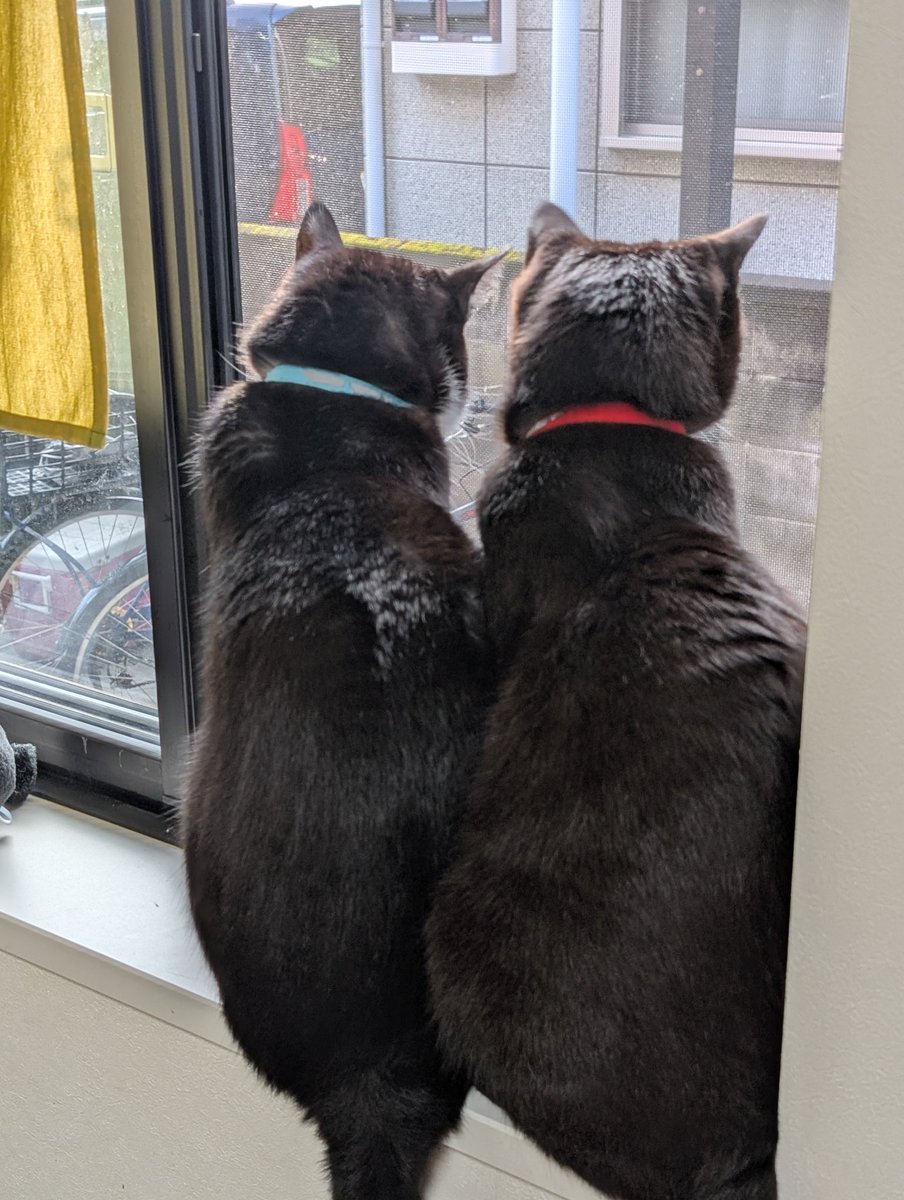 ねこページ シナダ SHINADA ぬいぐるみ もちねこ クロ(XL) MONE-0880B