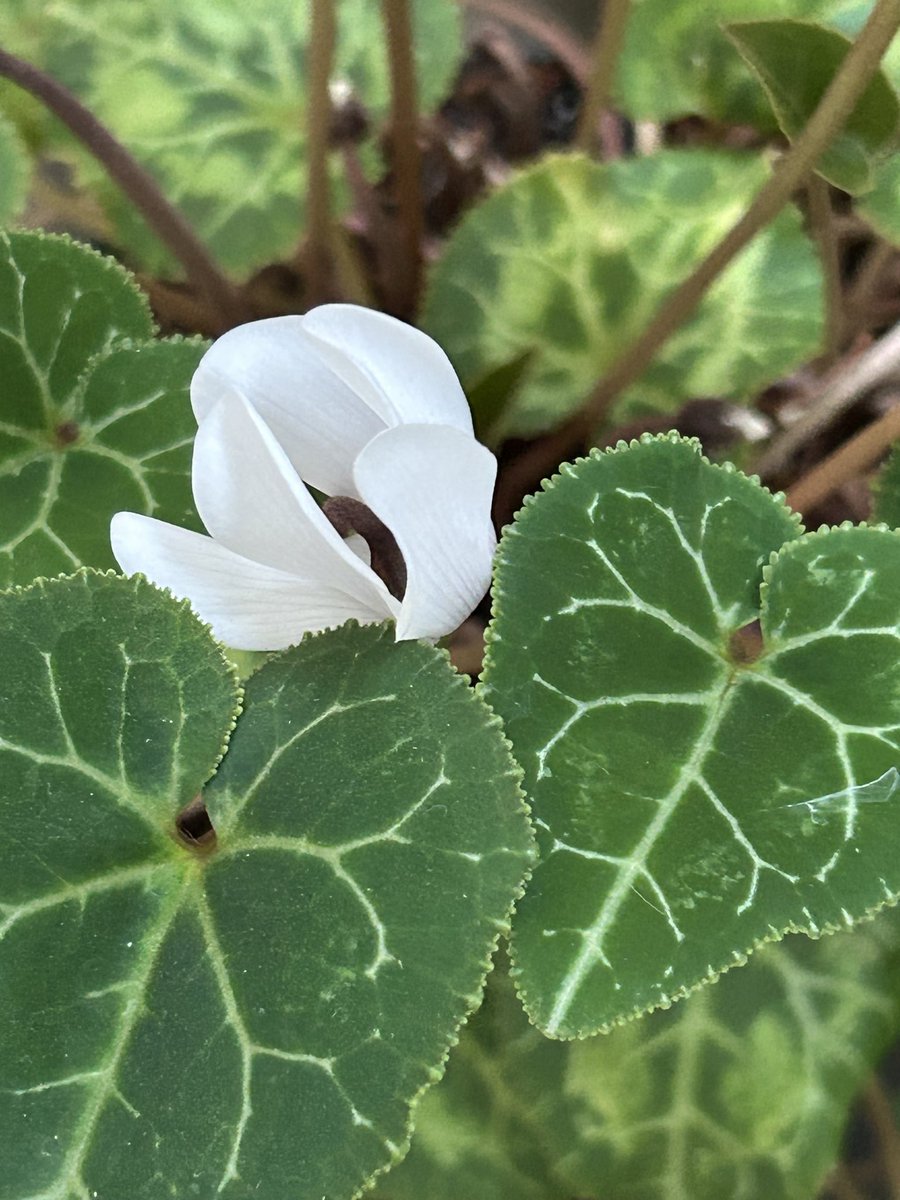 智哉 様 GG-RTX5070-E12GB/OC/DF | GG-RTX5070-E12GB/OC/DF | 玄人志向