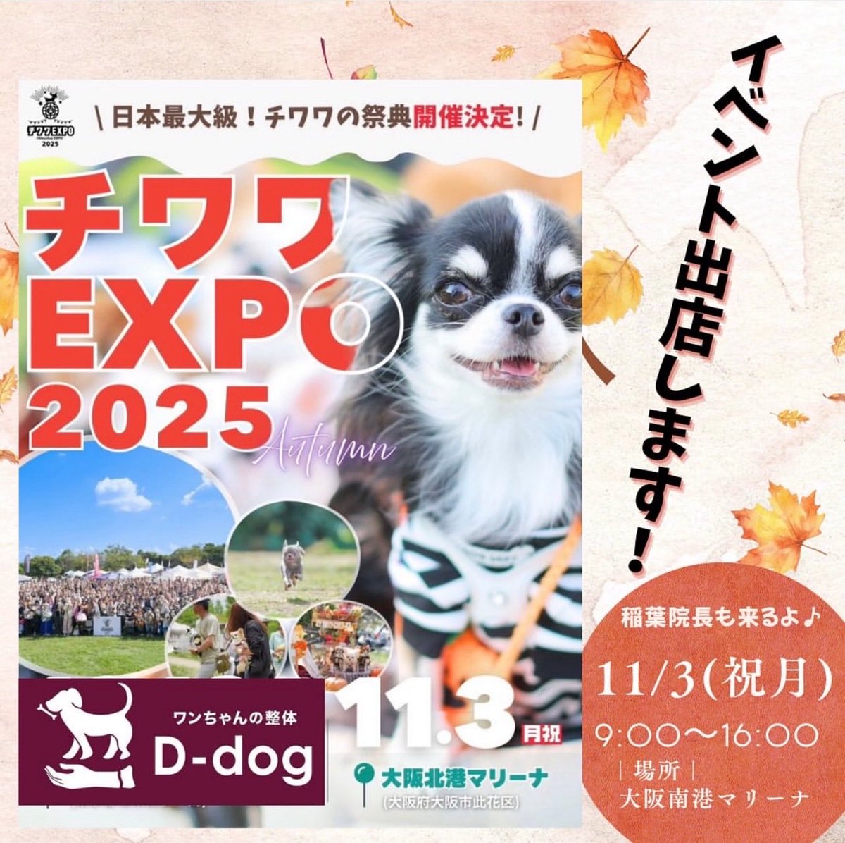 sokolife's tweet image. 明日11月3日は
チワワEXPO
大阪市此花区常吉2-13-18
北港マリーナ
D-dogのスタッフが
会場でお待ちしております
「愛犬に整体という愛情」
〜ケアからリハビリまで〜
#チワワ 
#チワワEXPO 
#犬の健康 
#犬の整体 
#178式整体 
#パテラ 予防
#ヘルニア 予防