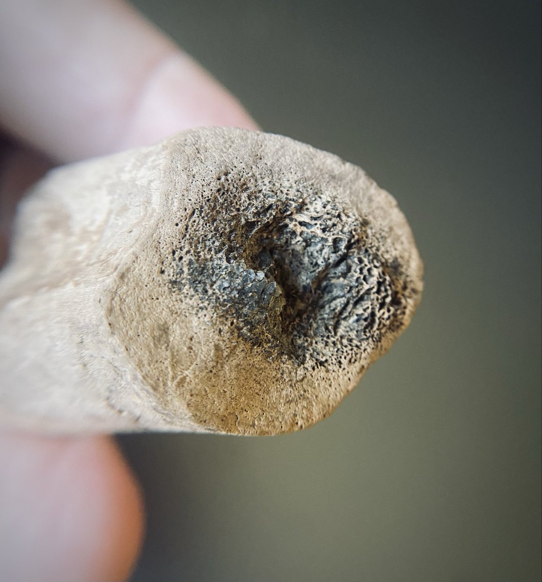 Drove 2 hrs to find that the gate to the coulee where we normally search for dinosaur bones was closed for the season. This forced us into a new area where I found this! You can tell it’s a bone by its shape, surface, and cross-sectional porousity. Second best find ever!