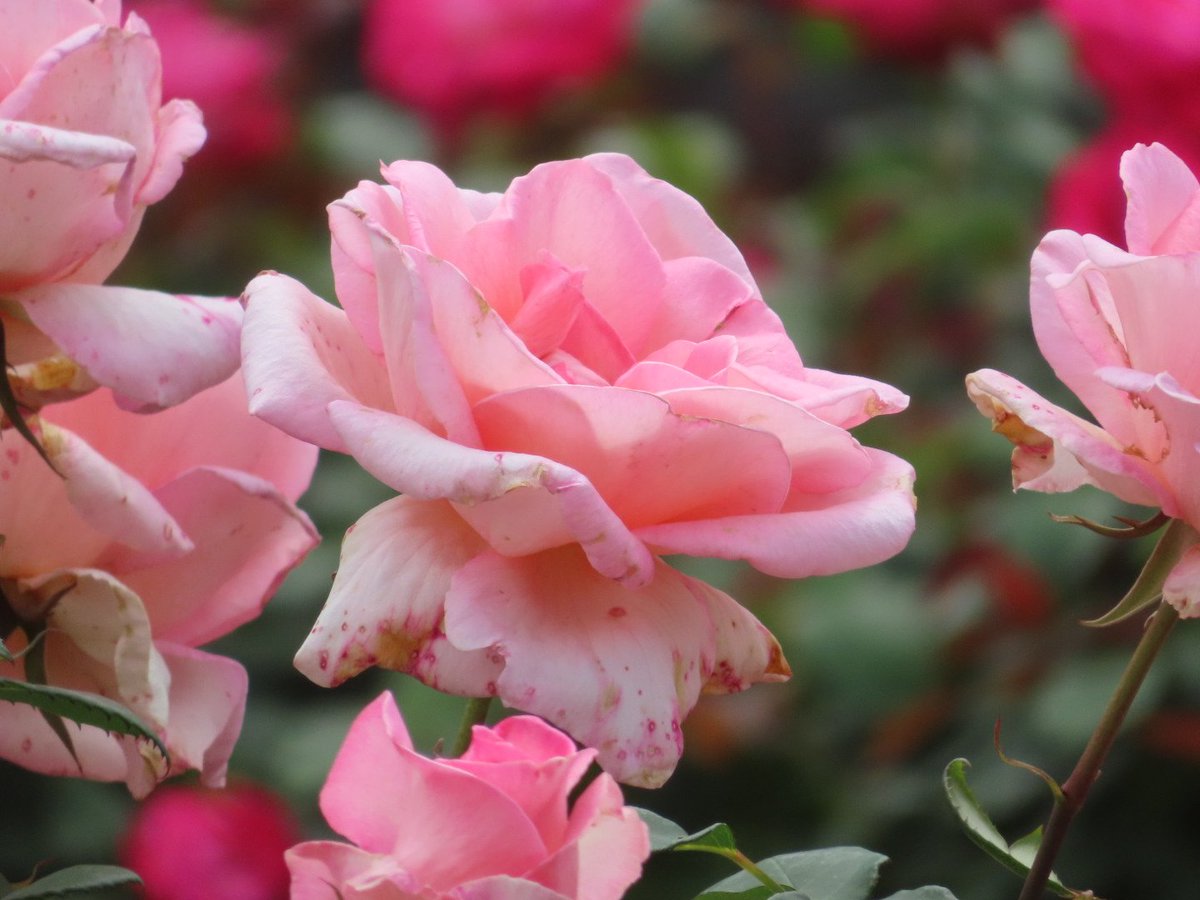 おはようございます(˶ᐢᗜᐢ˶)✨

11月2日(日)曇り空の朝
3連休中日は晴れたり曇ったり⛅️
朝は肌寒くても日差しが暖かく
昼間は過ごしやすく感じられそう
今日も笑顔いっぱい
幸せな一日でありますように☆⌒*/
今日もよろしくお願いします😊💕