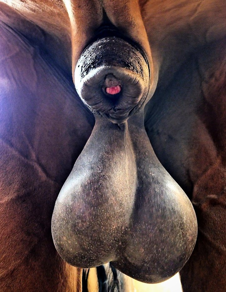 Ass_Horse_dog (@assh0rse) on Twitter photo 