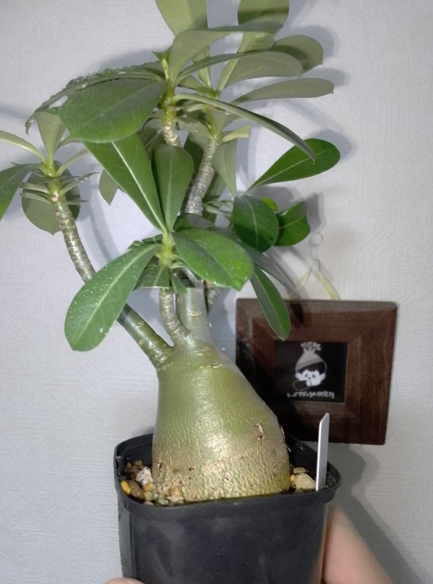 トッピアデニウム研究所 on X