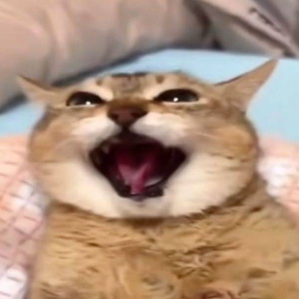 white people when you say you don't celebrate halloween