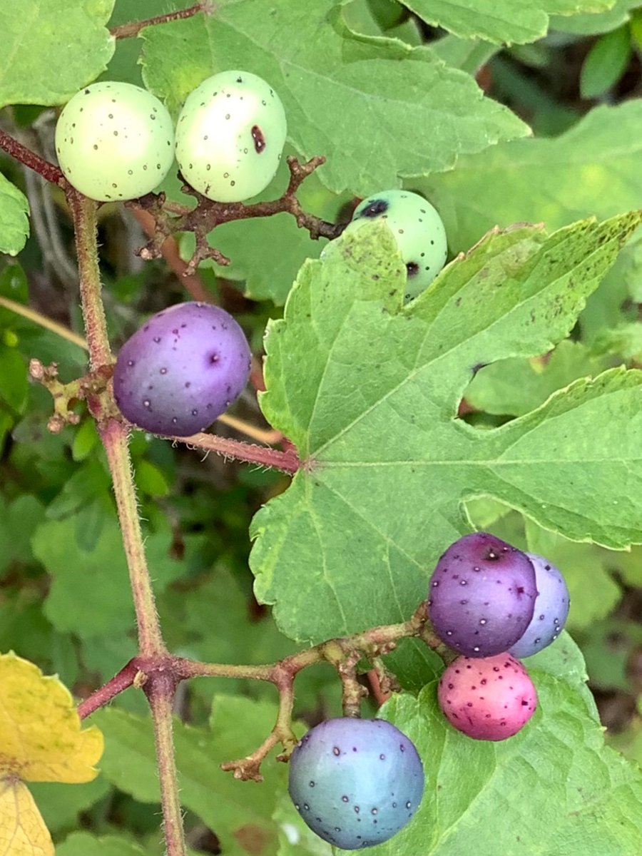 ブドウの絵 ブドウの版画 - ヴィラデストワイナリーオンラインショップ