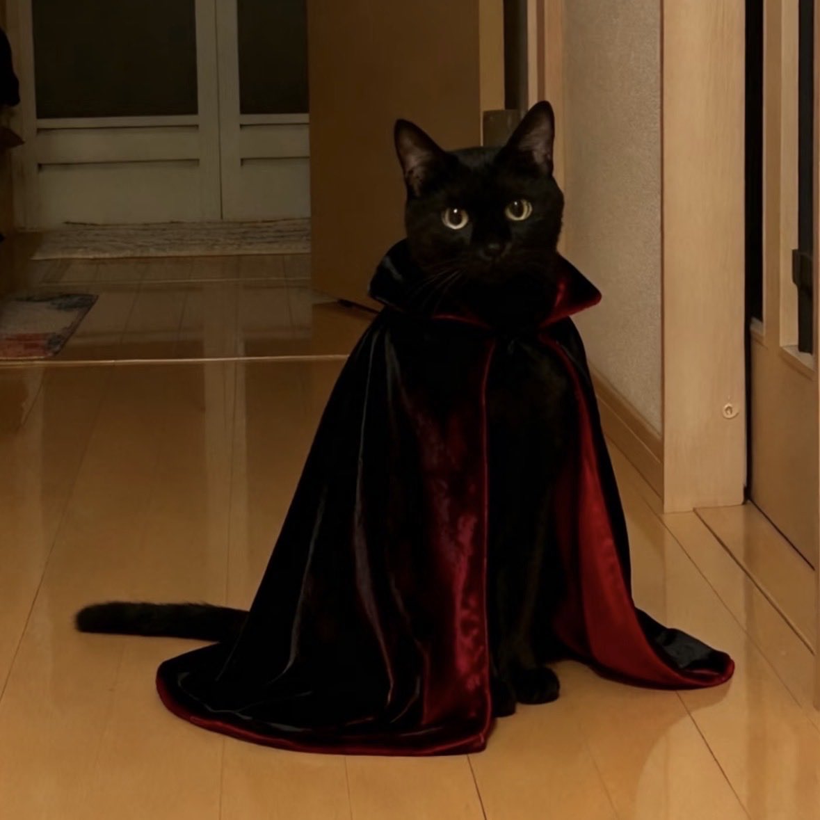 kittyloudaily's tweet image. 