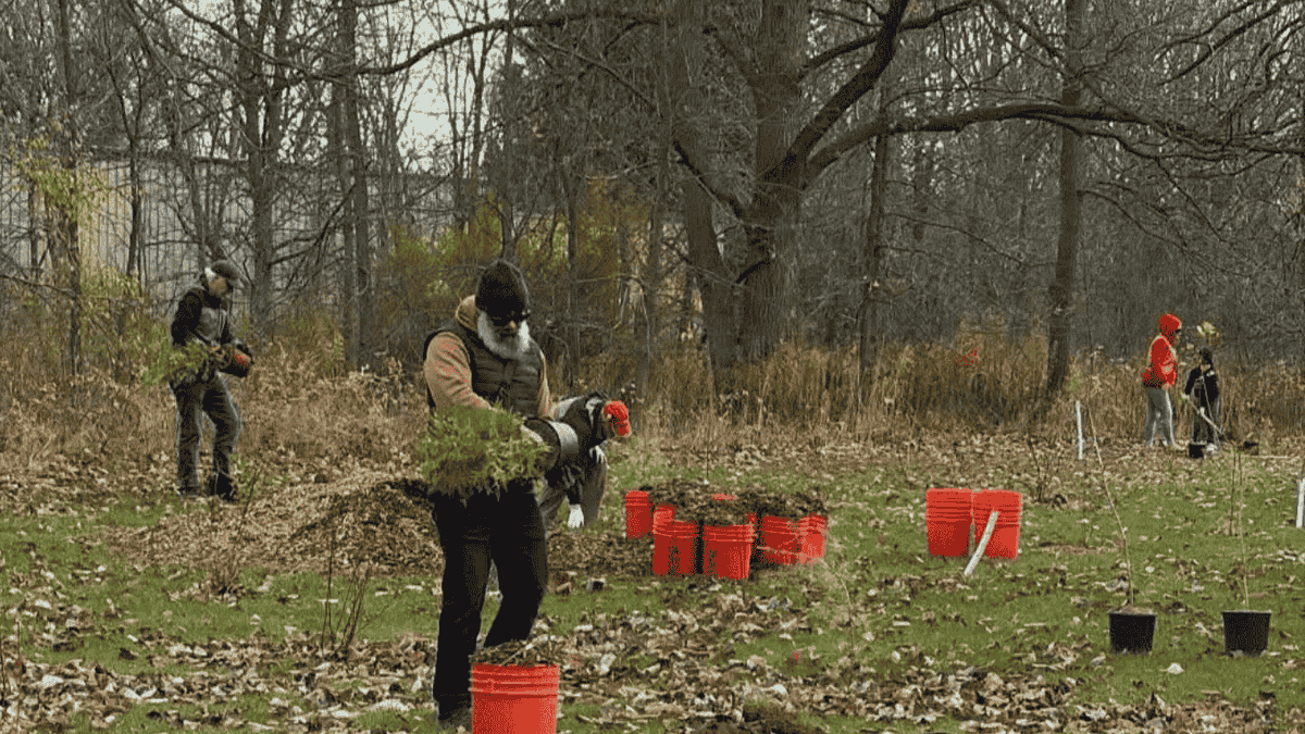 Volunteers Unite to Reforest Brantford’s Donegal Park #brantford brantblog.ca/2025/11/01/a-b…