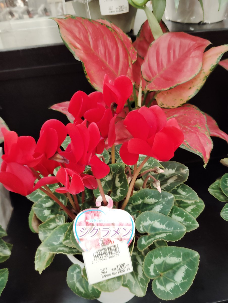 ミッキーママ (@FE2iKAd9ZAmAfRR) / Posts / X