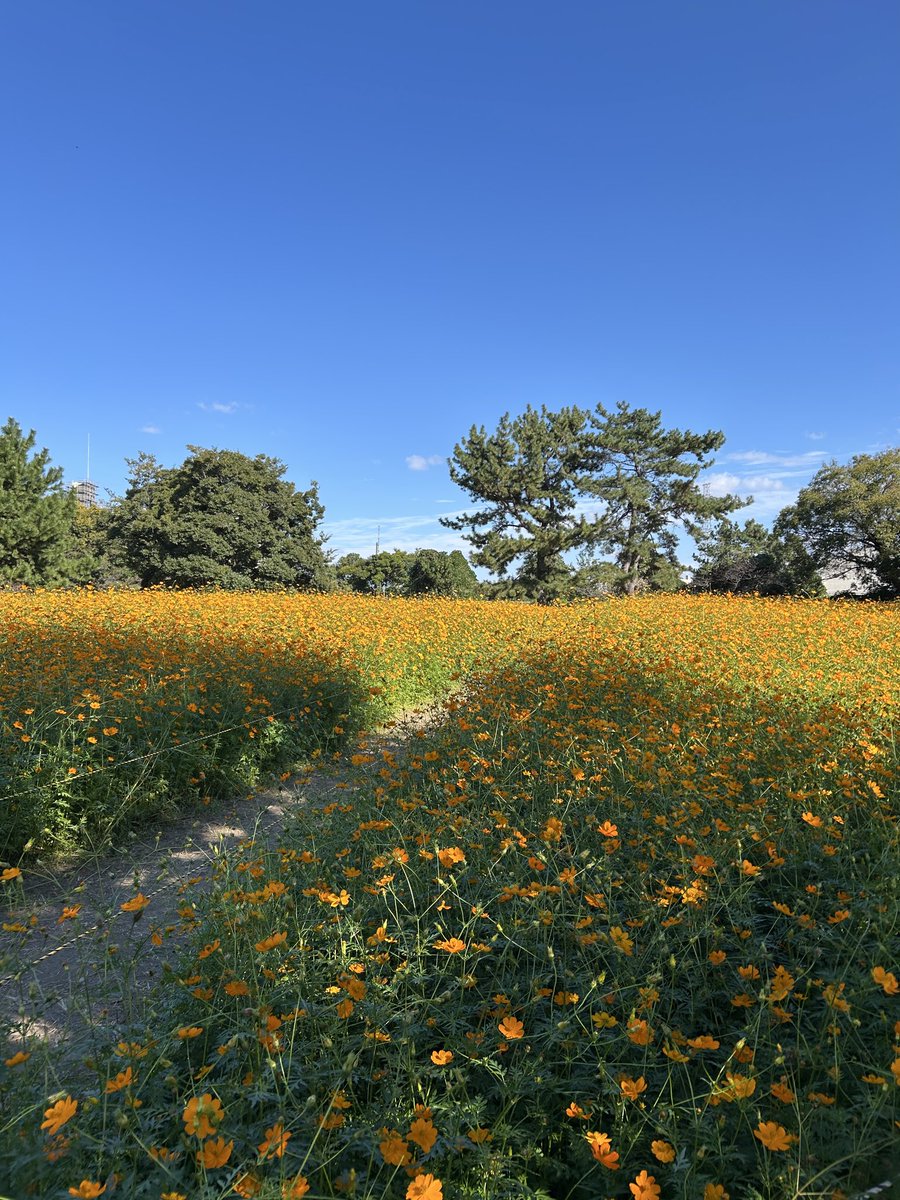 コスモスです❗️❗️❗️ CNTS2023100300696_M.jpg