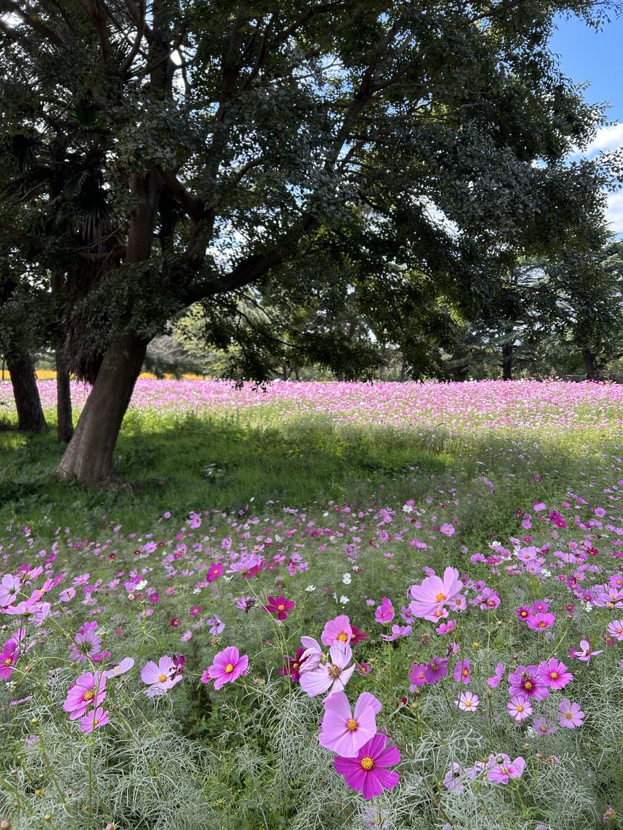 コスモスです❗️❗️❗️ パノラマ遊花の里」コスモス開花状況（2024年）／裾野市