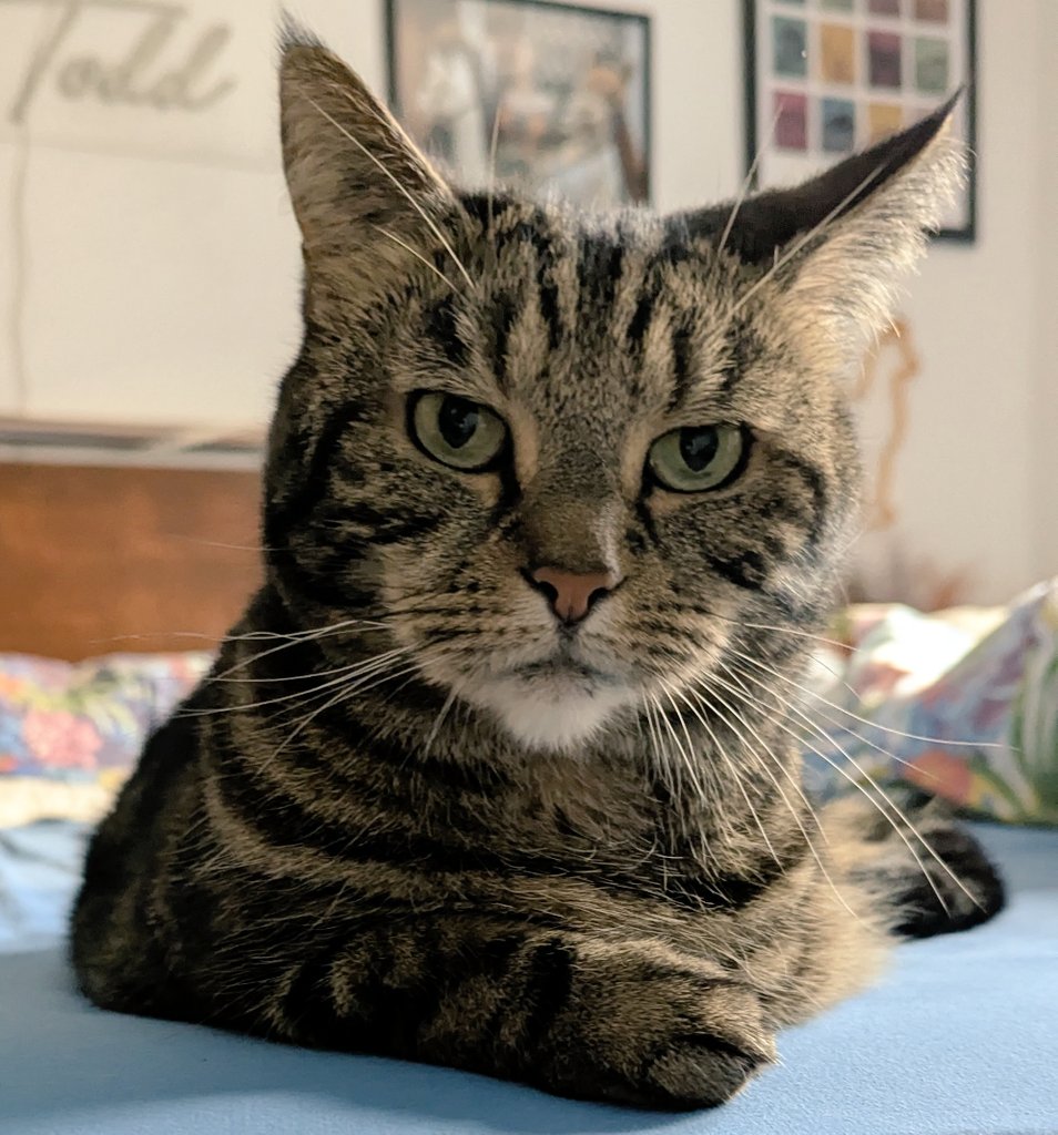 6 years ago I was adopted by my hoomans. I'm now full of sass and hams and couldn't be happier 😻💝🍖 #GotchaDay #Caturday