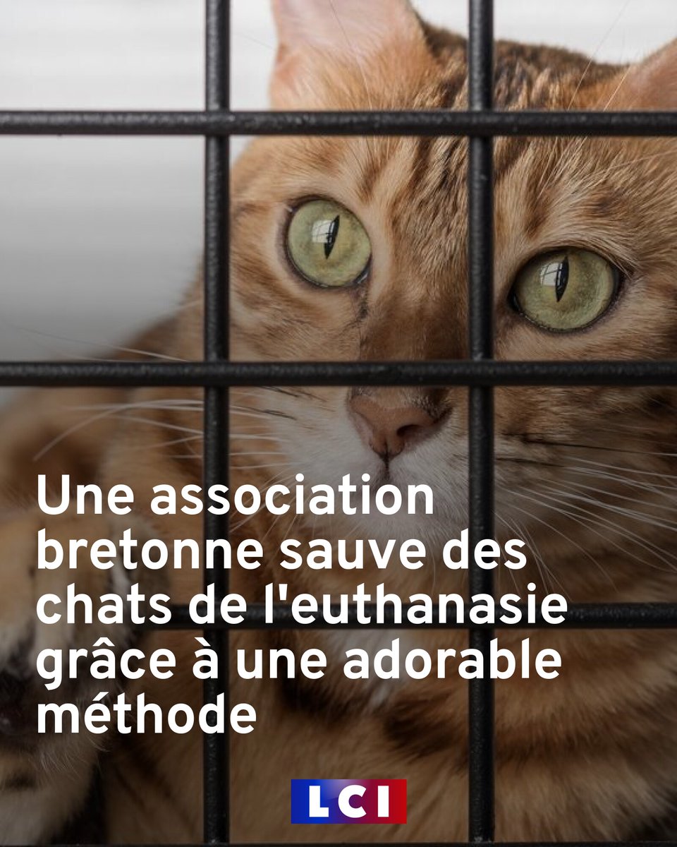 Je tiens à vous dire UN GRAND MERCI à vous Tous qui nous suivaient sur ma page X, 
et à cette personne qui a rédigé pour LCI ce reportage sur notre association Urgences Fourrières de Bretagne.