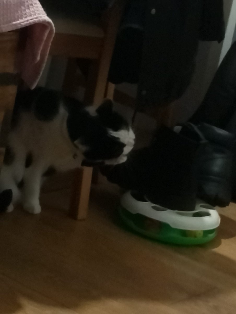 #Hedgewatch Busted!!! Chewing the toggle off daddy's German army coat! 🙀🐾💜