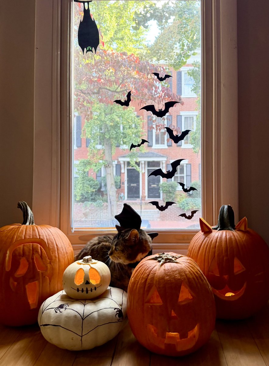 For Caturday, enjoy a pic of my grandkitty dressed as a bat. 
<a href="/TheRealThelmaJ1/">TheRealThelmaJohnson</a>