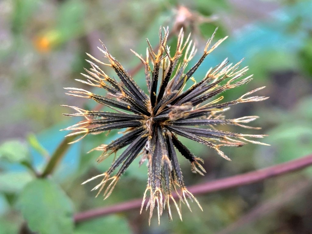 くーちゃん on X