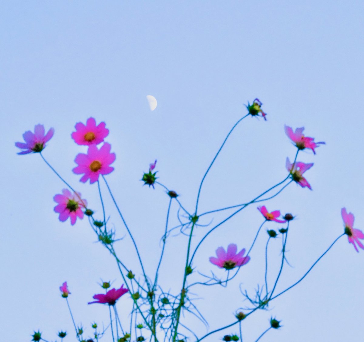 さと様 サト(satoosato) on X