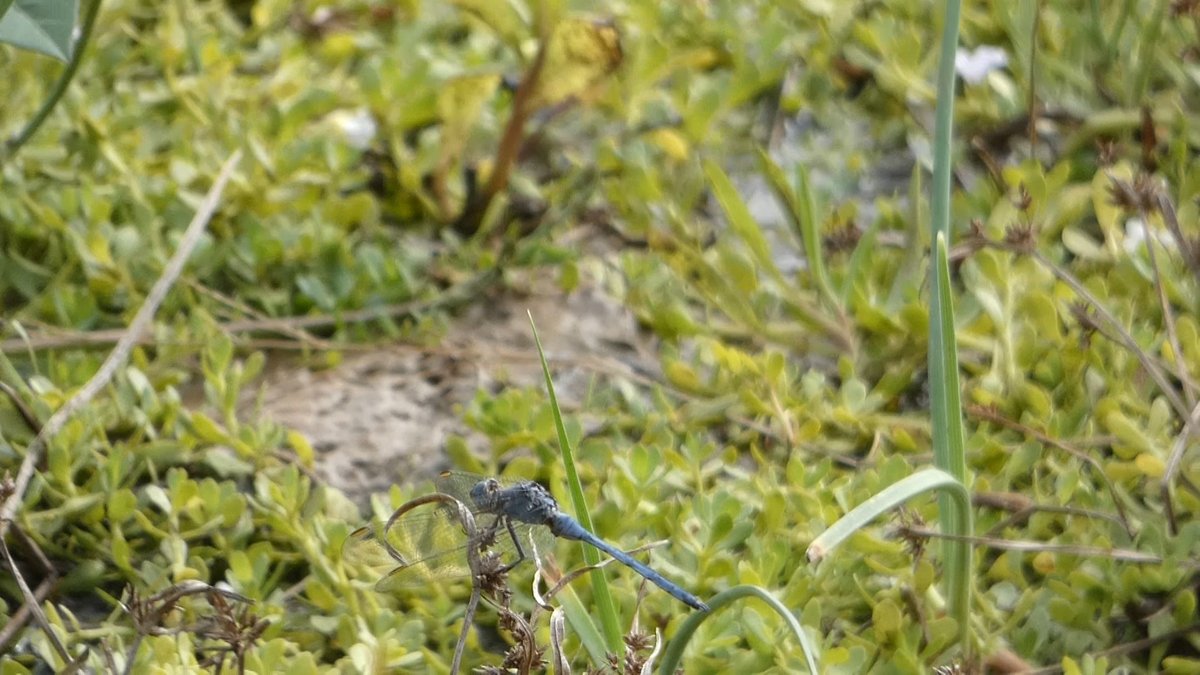 A #dragonfly from Tel Aviv, #Israel back in November 2019. I've had an ID suggestion of Orthetrum chrysostigma. What do people think?