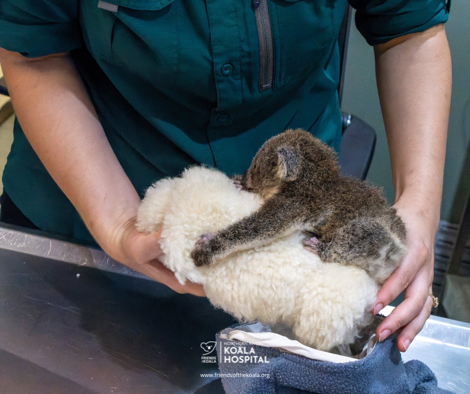 Friends_Koala's tweet image. 💛 Maze came into care with her joey Cob. Sadly, Maze had severe spinal trauma and we had to let her go peacefully. 🌿
Cob, just 6 months old, is safe with our experienced carer Renata and doing well so far.
We’re holding hope for little Cob. 🐨💚
#koala #joey