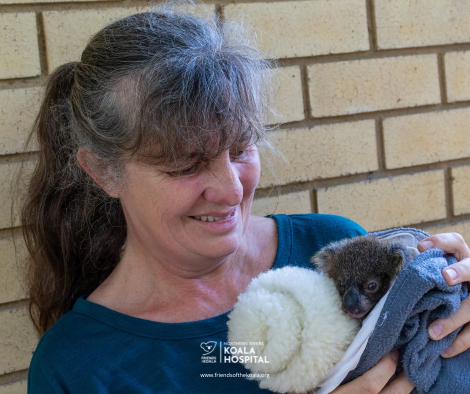 Friends_Koala's tweet image. 💛 Maze came into care with her joey Cob. Sadly, Maze had severe spinal trauma and we had to let her go peacefully. 🌿
Cob, just 6 months old, is safe with our experienced carer Renata and doing well so far.
We’re holding hope for little Cob. 🐨💚
#koala #joey